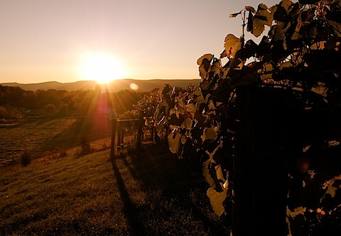 vineyard at sunrise.jpg